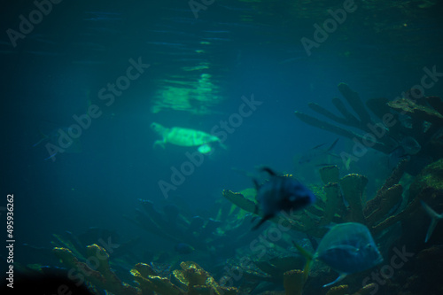 Fototapeta Naklejka Na Ścianę i Meble -  flocks of fish in the shallow water of a coral reef with a sandy bottom