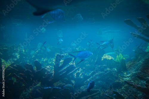 flocks of fish in the shallow water of a coral reef with a sandy bottom