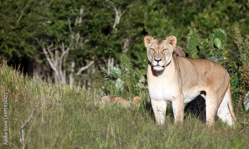 Alert lioness in early morning sunshine, Eastern Cape, South Africa  © Judith