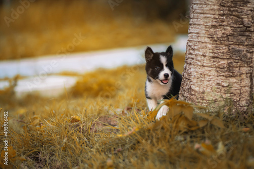 Black and white puppies of the Siberian Husky breed.