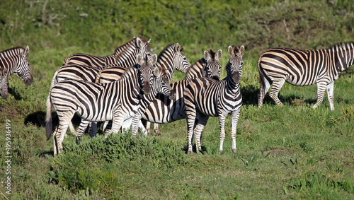 Herd of zebra in early morning sunshine, Eastern Cape, South Africa 