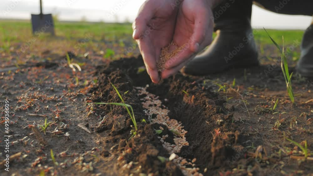 Planting seeds. Hand sowing wheat seeds. Male farmer with wheat seeds throwing to field at sunset. Sowing of wheat in the ground. Man farmer working in the field. Business agriculture concept.