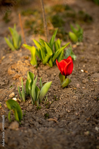tulip flower in the garden