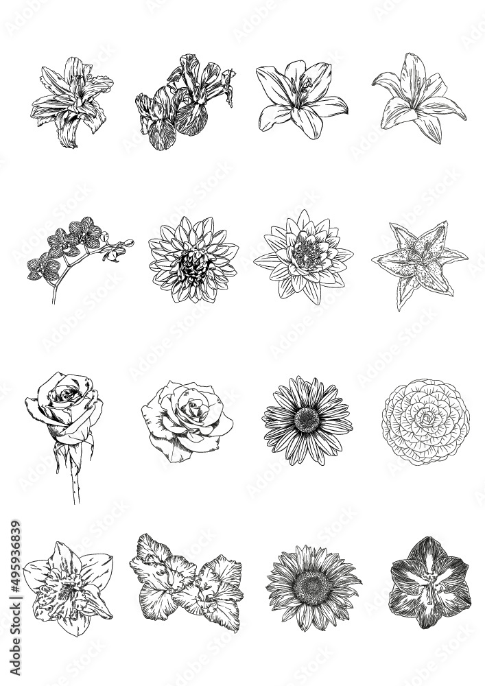 set of flowers Vector ink hand drawing set of flowers Vector ink hand drawing
