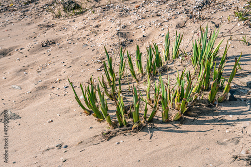 Closeup of a re-sprouting reed plant in the sandy beach of the Dutch river Waal. The photo was taken at the beginning of spring.