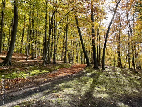 Wald, Frühling, Brandenburg, Barnim, Hellsee, 