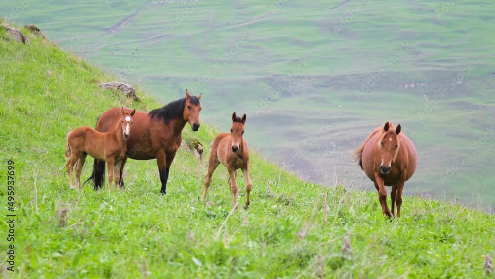 A herd of horses grazes on mountain pastures in the foothills of a mountain range. Alpine pasture farm animals A herd of horses grazes on mountain pastures in the foothills of a mountain range. Alpine pasture farm animals