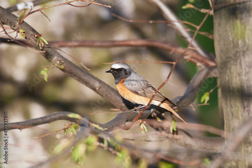  Gartenrotschwanz (Phoenicurus phoenicurus) Männchen in der Oberlausitz 