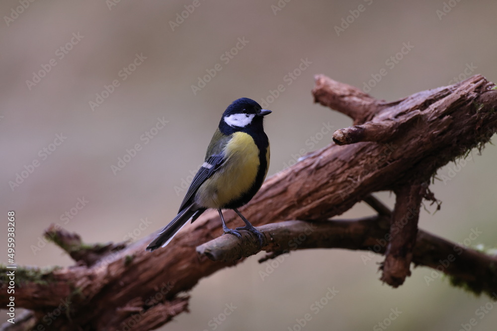 great tit (Parus major) Germany great tit (Parus major) Germany