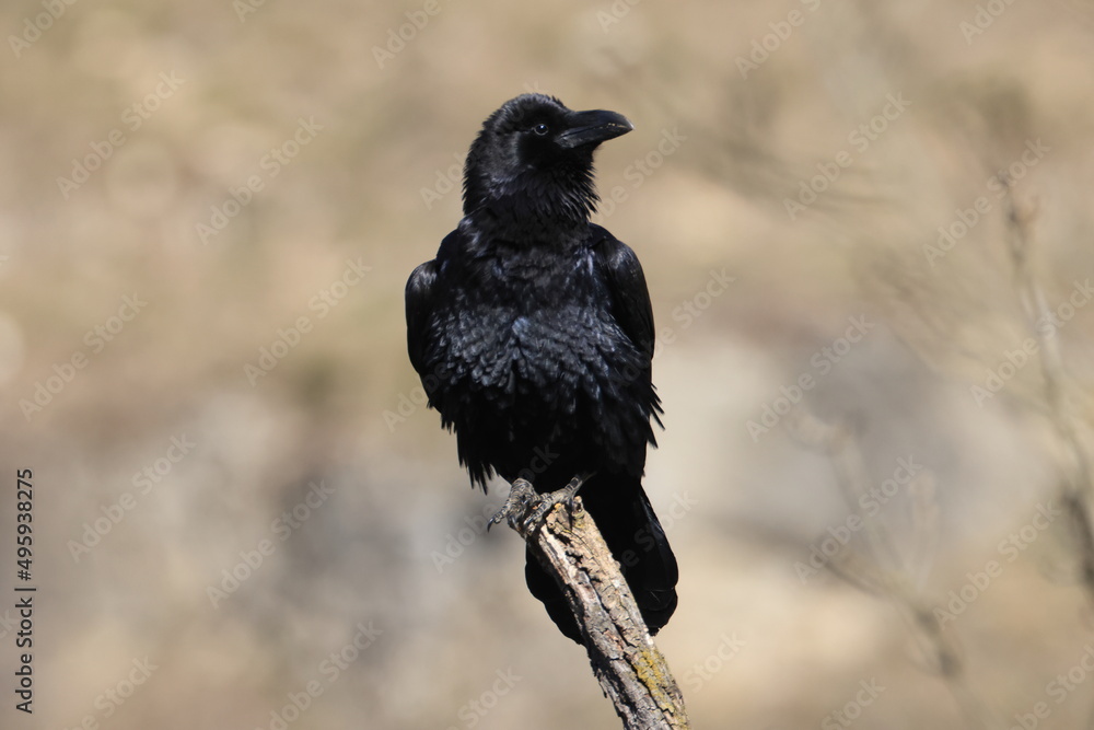 Fototapeta premium common raven (Corvus corax) Germany