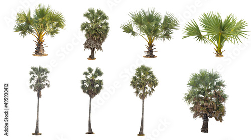 Set sugar palm tree