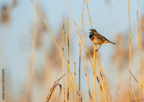 Bluethroat bird close up ( Luscinia svecica )