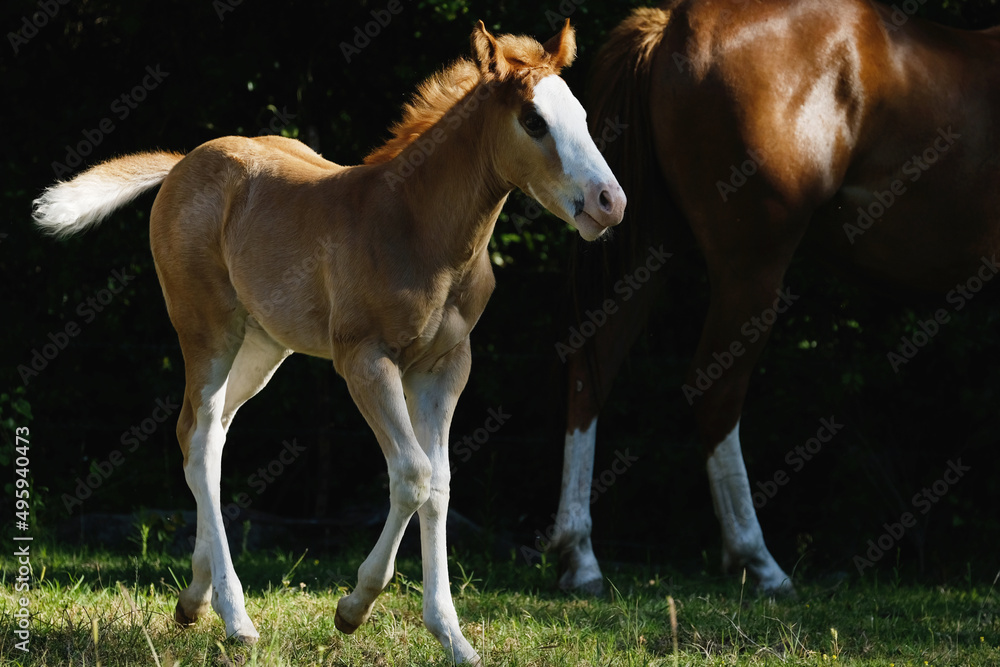 Bald face paint horse foal colt during spring season on western ranch. Bald face paint horse foal colt during spring season on western ranch.