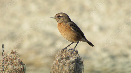 Common stonechat female/Tarabilla europea hembra/Saxicola rubicola