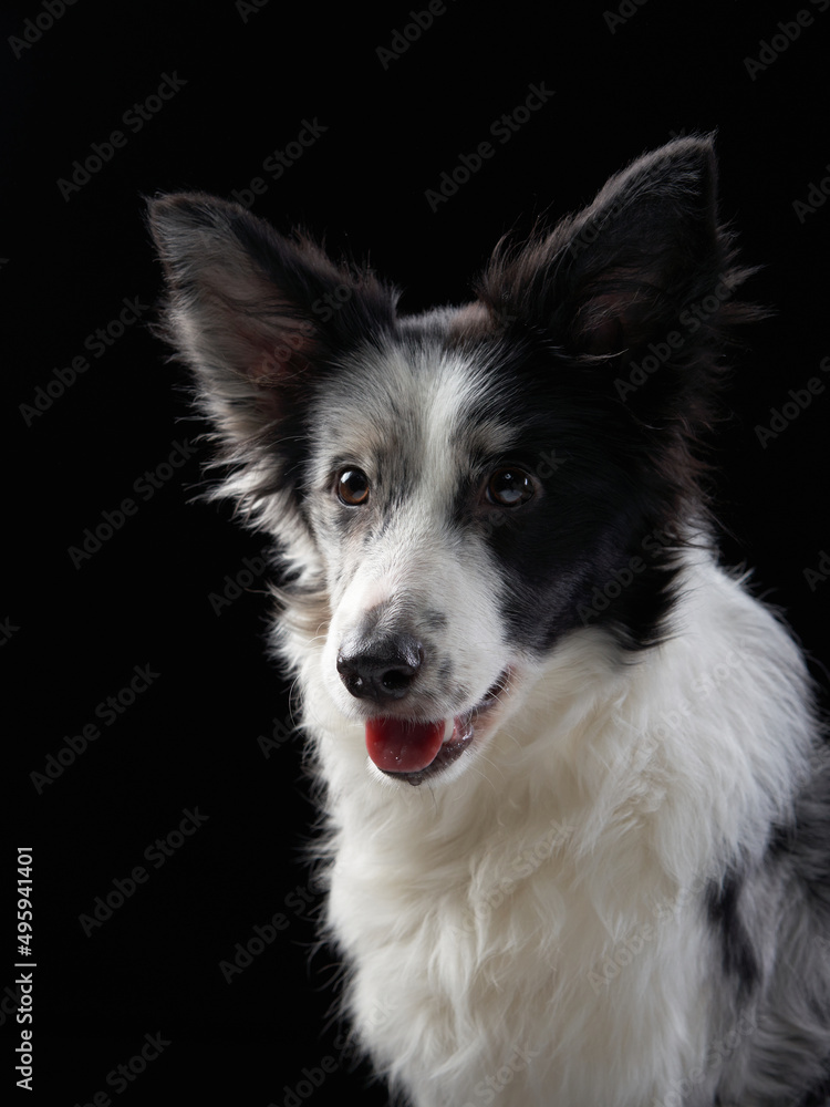 Border Collie dog on a black background. Funny pet in the studio