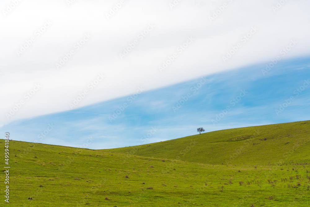 Lonely bare tree on green hills and blue cloudy sky
