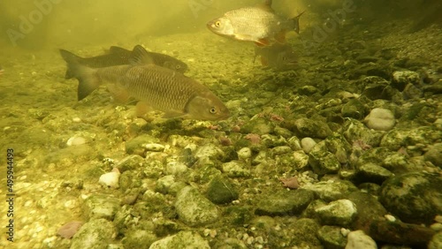Shoal of fish.  European Chub, Roach and Sturgeon. Underwater footage with scene from garden pond on fishing and farming theme. photo