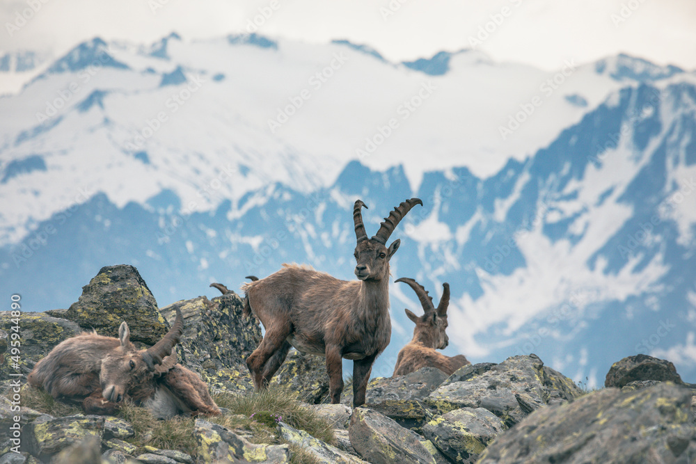 ibex portrait in the mountains ibex portrait in the mountains