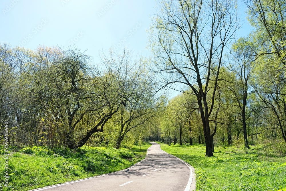 road with spring Green trees in city park. sunny day. beautiful spring season. fresh warm weather. 