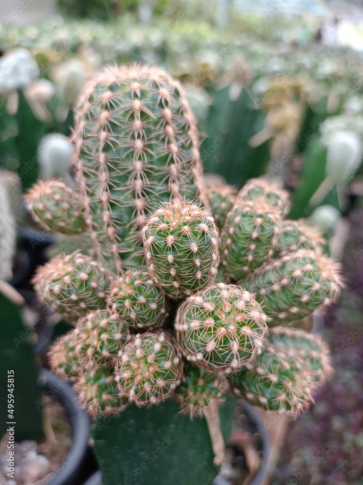 Gymnocalycium bruchii Gymnocalycium bruchii