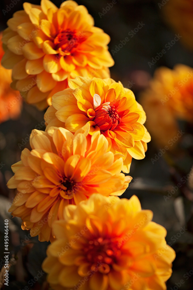 Colourful Dahlias in spring and summer sunshine. Colourful Dahlias in spring and summer sunshine.