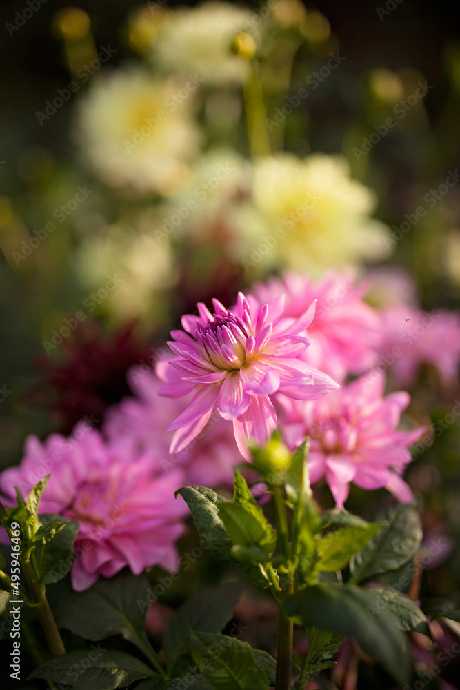 Obraz premium Colourful Dahlias in spring and summer sunshine. 