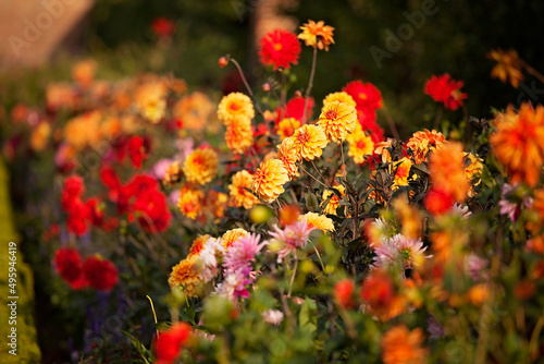 Colourful Dahlias in spring and summer sunshine. © Monika