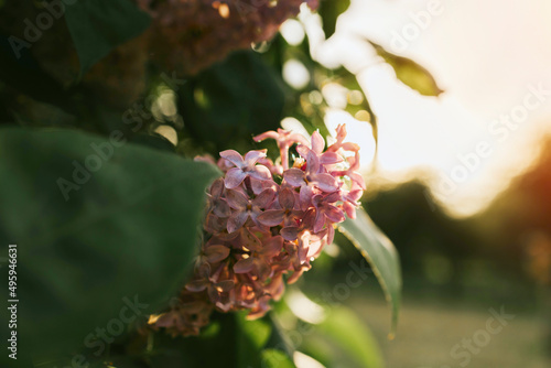 blooming purple lilac bush in spring, natural background in sun rays selective focus