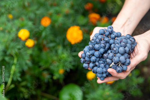 A close-up of the hands of a vintner or viticulturist holding a bunch of grape harvest.