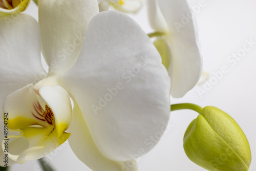 Amazing phalaenopsis orchid flowers of white color  close up. White orchid on white background for publication  poster  calendar  post  screensaver  wallpaper  card  postcard  banner  cover  website