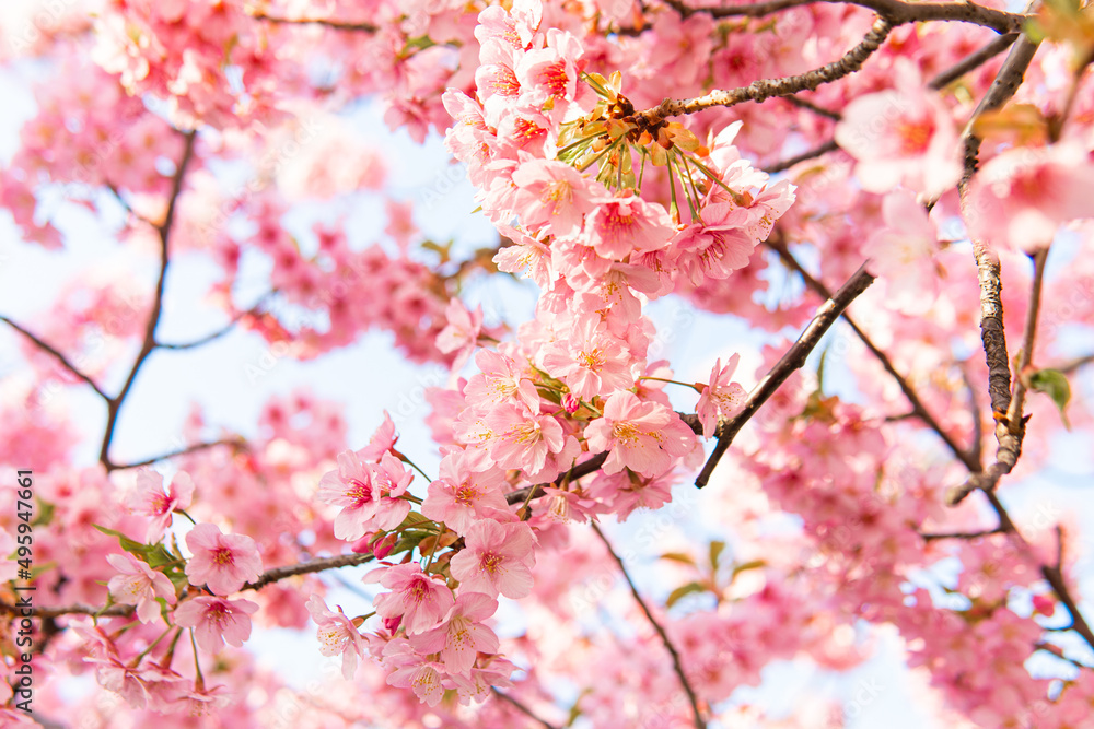 晴天の日の青空と桜