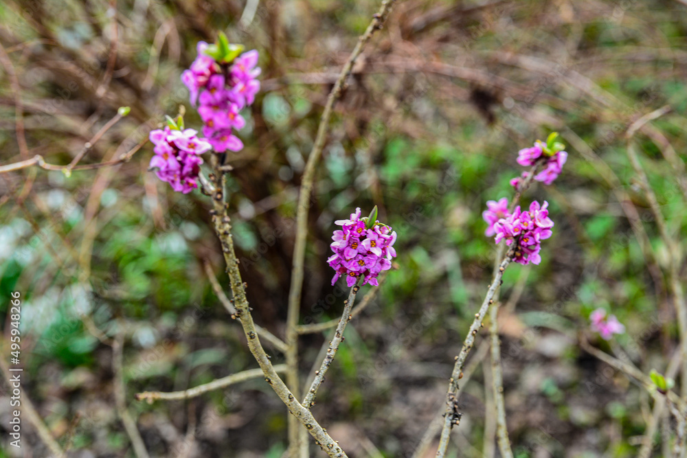 Flowers of February daphne, Daphne mezereum in blooming Flowers of February daphne, Daphne mezereum in blooming