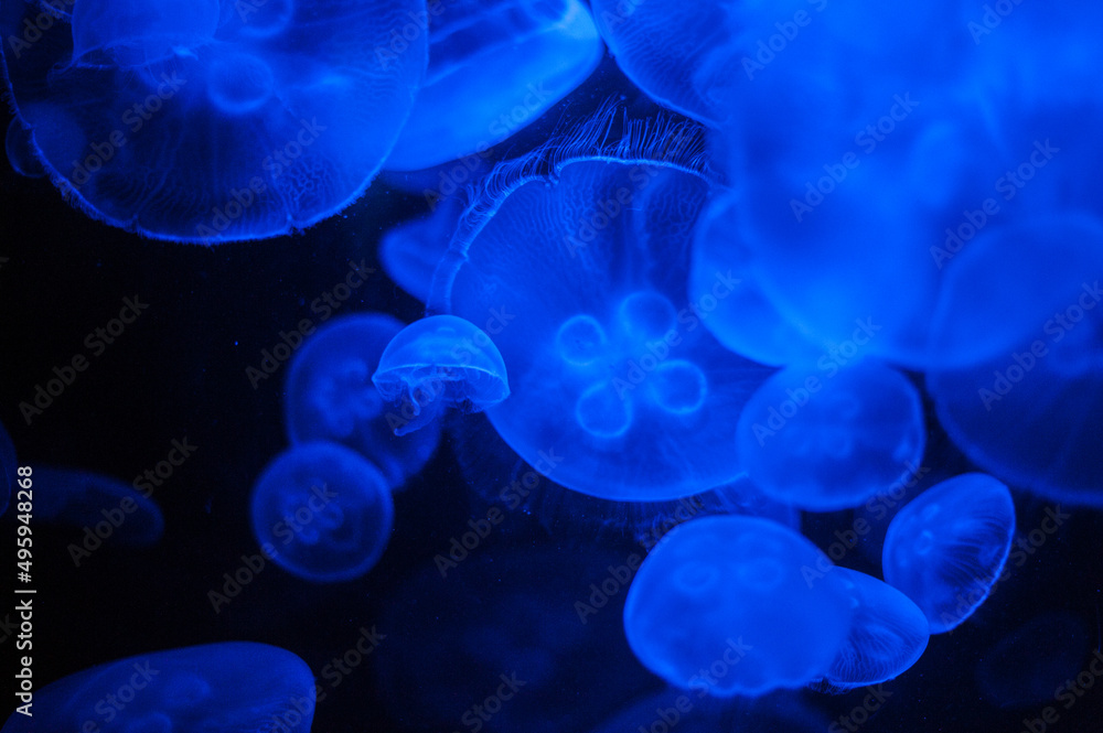 deep sea jellyfish in the water column deep sea jellyfish in the water column