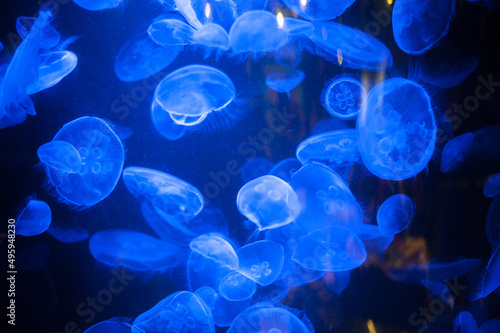 deep sea jellyfish in the water column © Alevtina