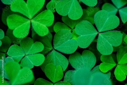 Clover Leaves for Green background with three-leaved shamrocks. st patrick's day background, holiday symbol.