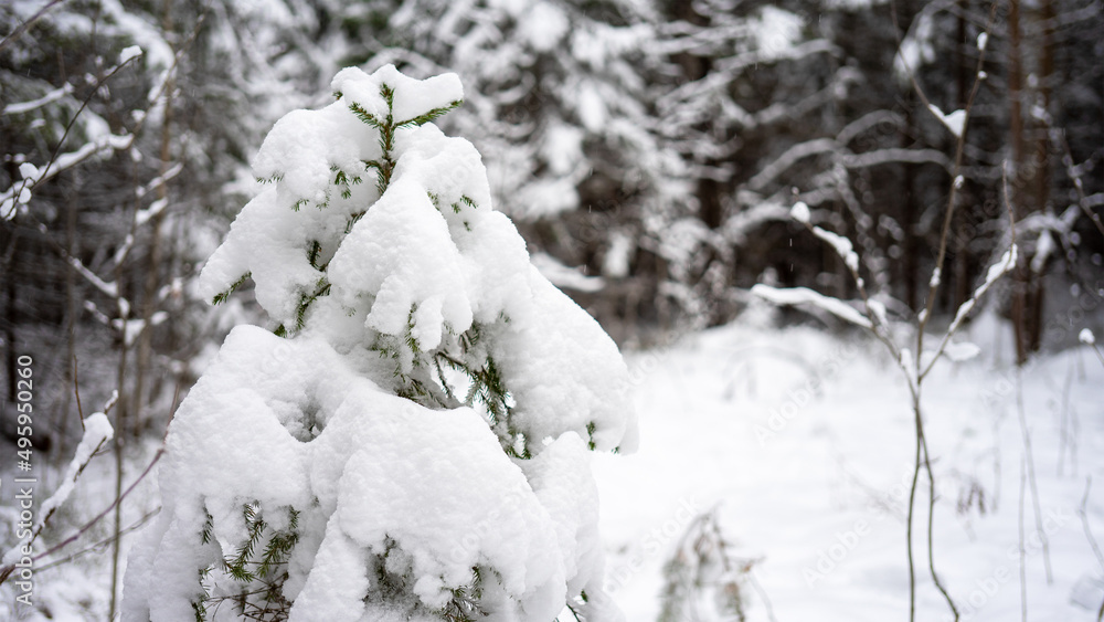 Small spruces covered with snow in a winter forest in warm colors. The concept of winter walks, activities and the celebration of the new year and christmas Small spruces covered with snow in a winter forest in warm colors. The concept of winter walks, activities and the celebration of the new year and christmas