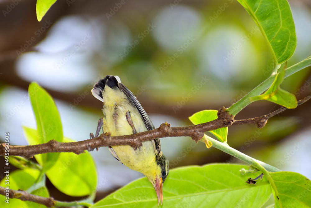 Obraz premium Olive-Backed Sunbird on the branch.