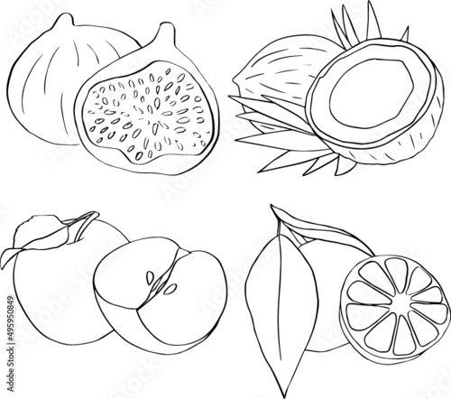 Fruit Digital Line Illustration
