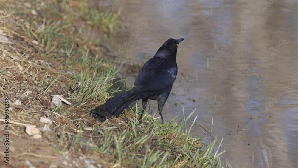 Great Tailed Grackle on Shore Flies Away Slow Motion Great Tailed Grackle on Shore Flies Away Slow Motion
