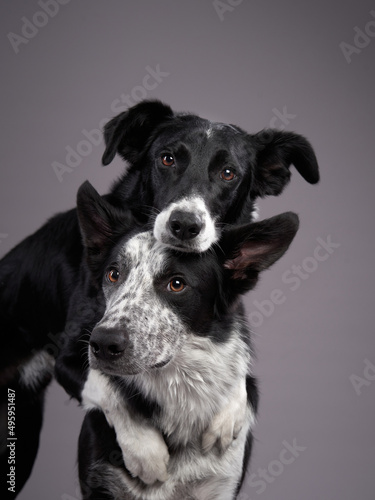 two dogs hugging. Happy Border Collie on a grey background in studio. love pet © annaav