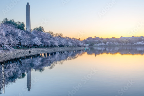 Cherry Blossoms at dawn with the Washington Monument reflected in the Tidal Basin, Washington DC