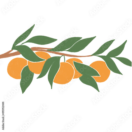 Orange Branch Illustrations