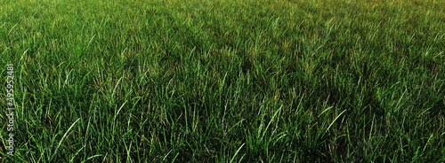 Grass background  grass texture  green grass  3d rendering