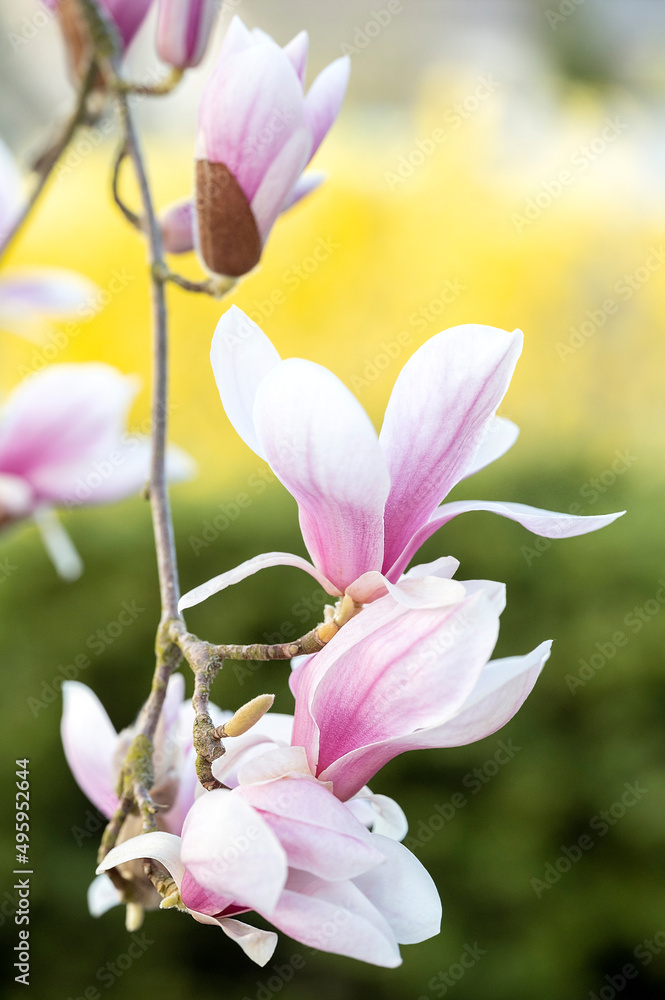 Fototapeta premium Magnolia