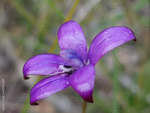 Purple enamel orchids brighten up natural bush land