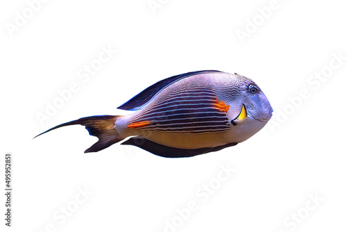 Sohal surgeonfish of family Acanthuridae from Red Sea in Egypt. Acanthurus sohal species living in Red Sea and Persian Gulf isolated on white background