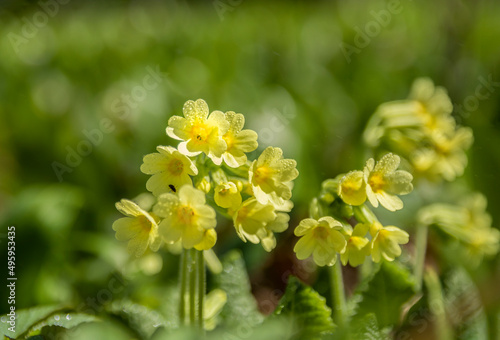 Flowers of wild primroses in spring sunshine