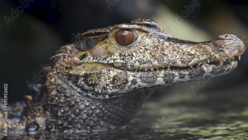 Portrait of caiman of schneider photo