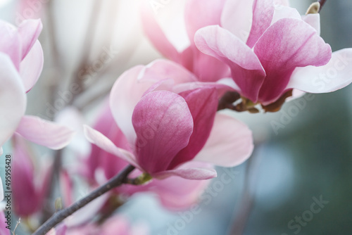 Magnolia flowers  pink blooming tree spring background