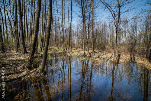 Spill in the spring forest. Bare trees without leaves on the branches. Blue sky, dry yellow last year's grass.